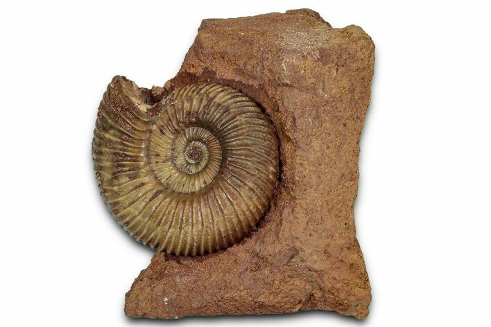 Jurassic Ammonite (Parkinsonia) Fossil - Sengenthal, Germany #357377